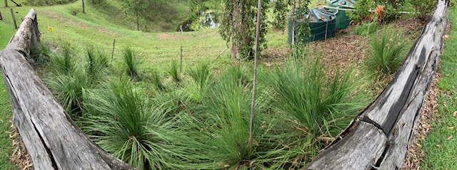 Grass Tree used in revegetation project